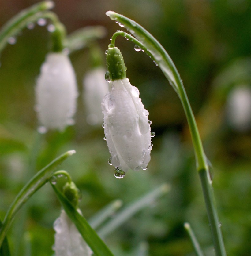drizzlesnowdrop