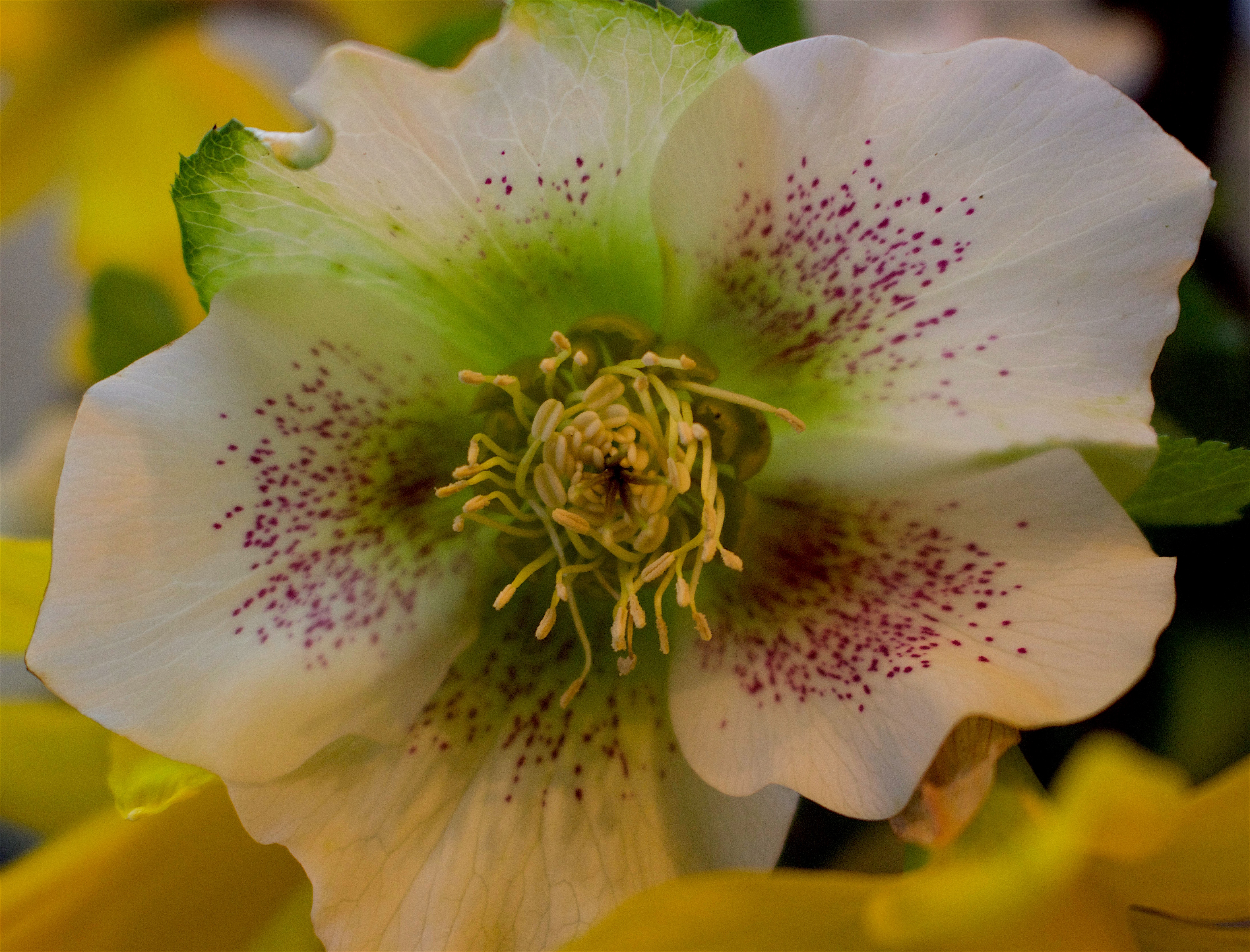 hellebore216