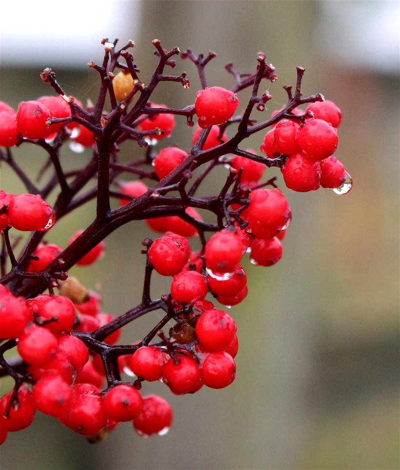 rainyelderberry