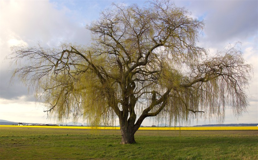 skagitwillow