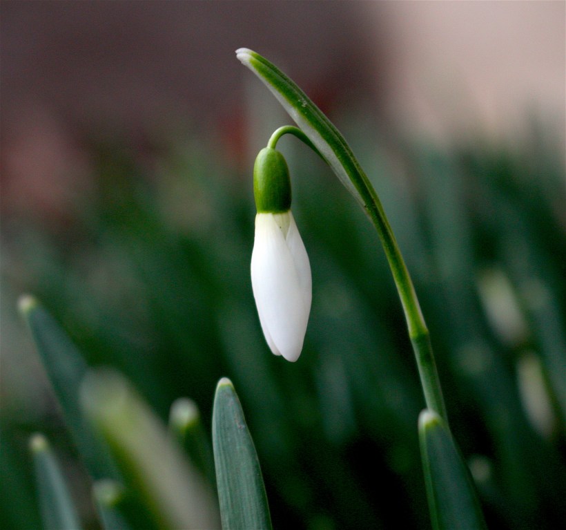 snowdrop2162