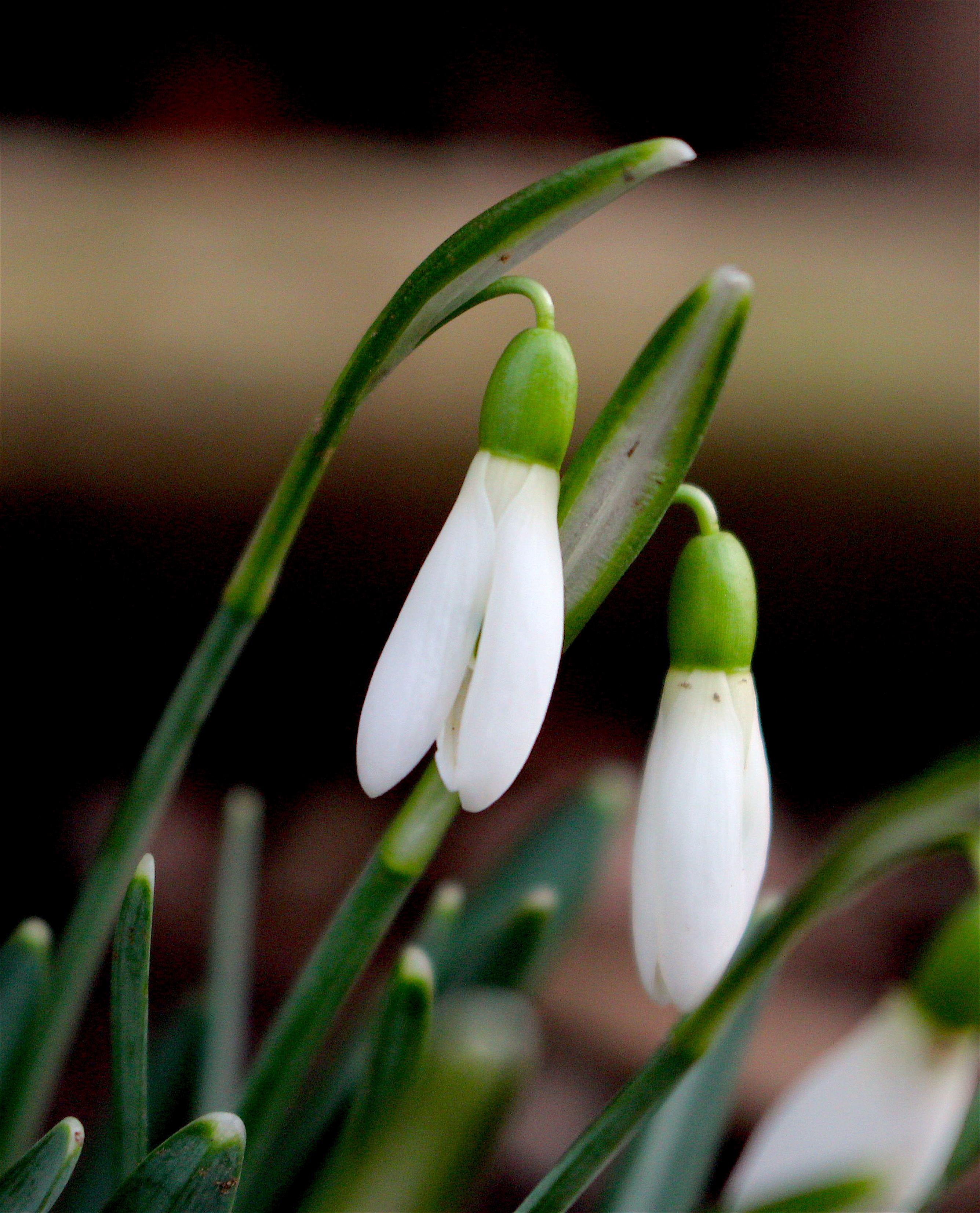 snowdrops2163