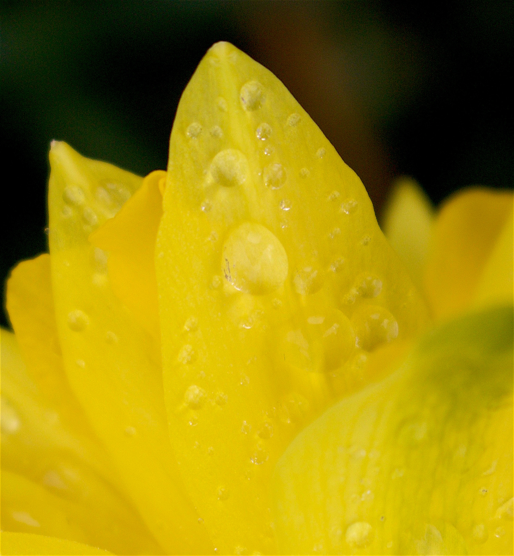 dafrain1