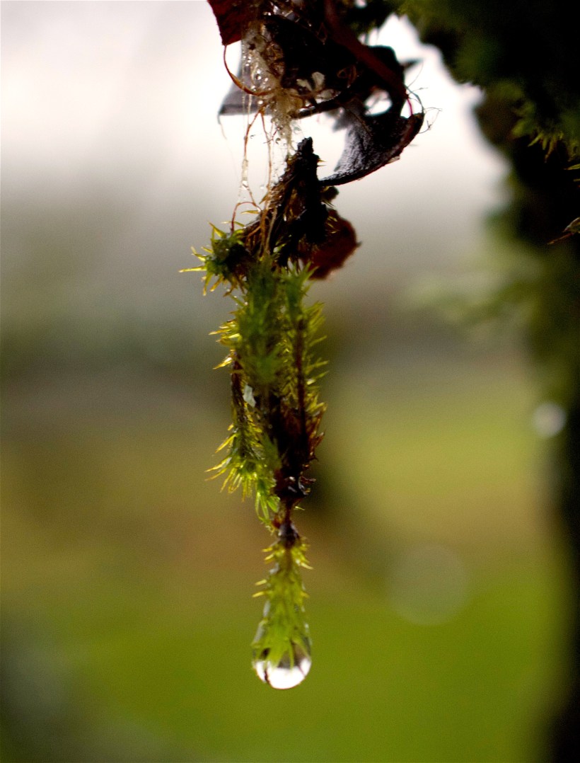 drizzlemoss2