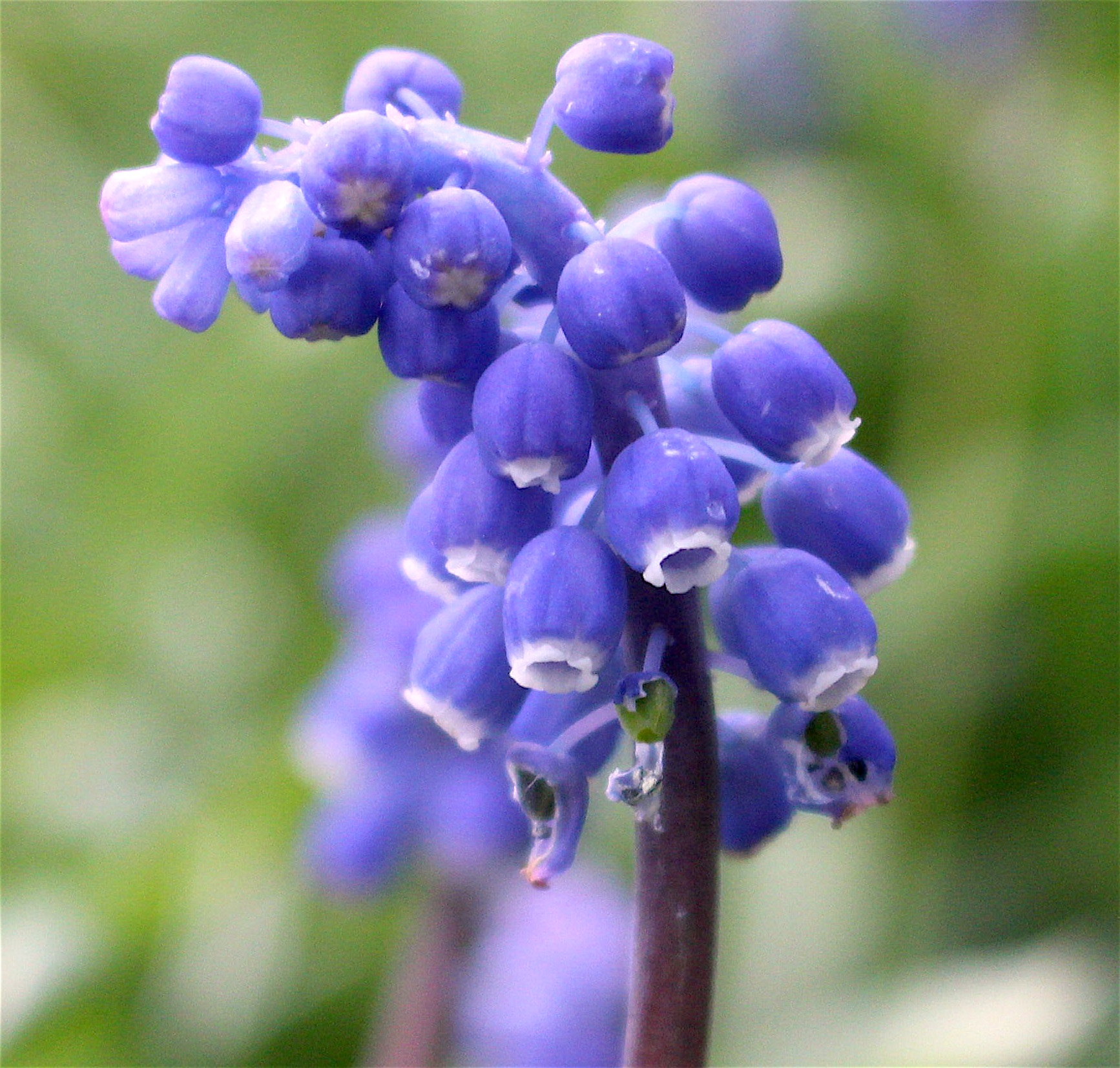 grapehyacinth316