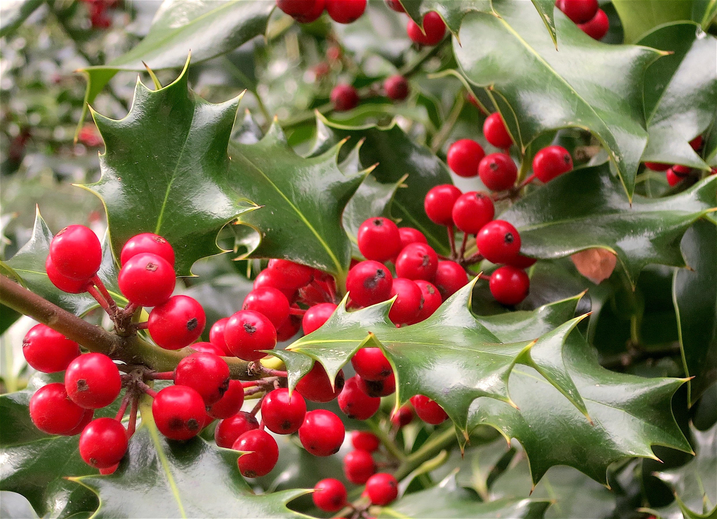 hollyberries