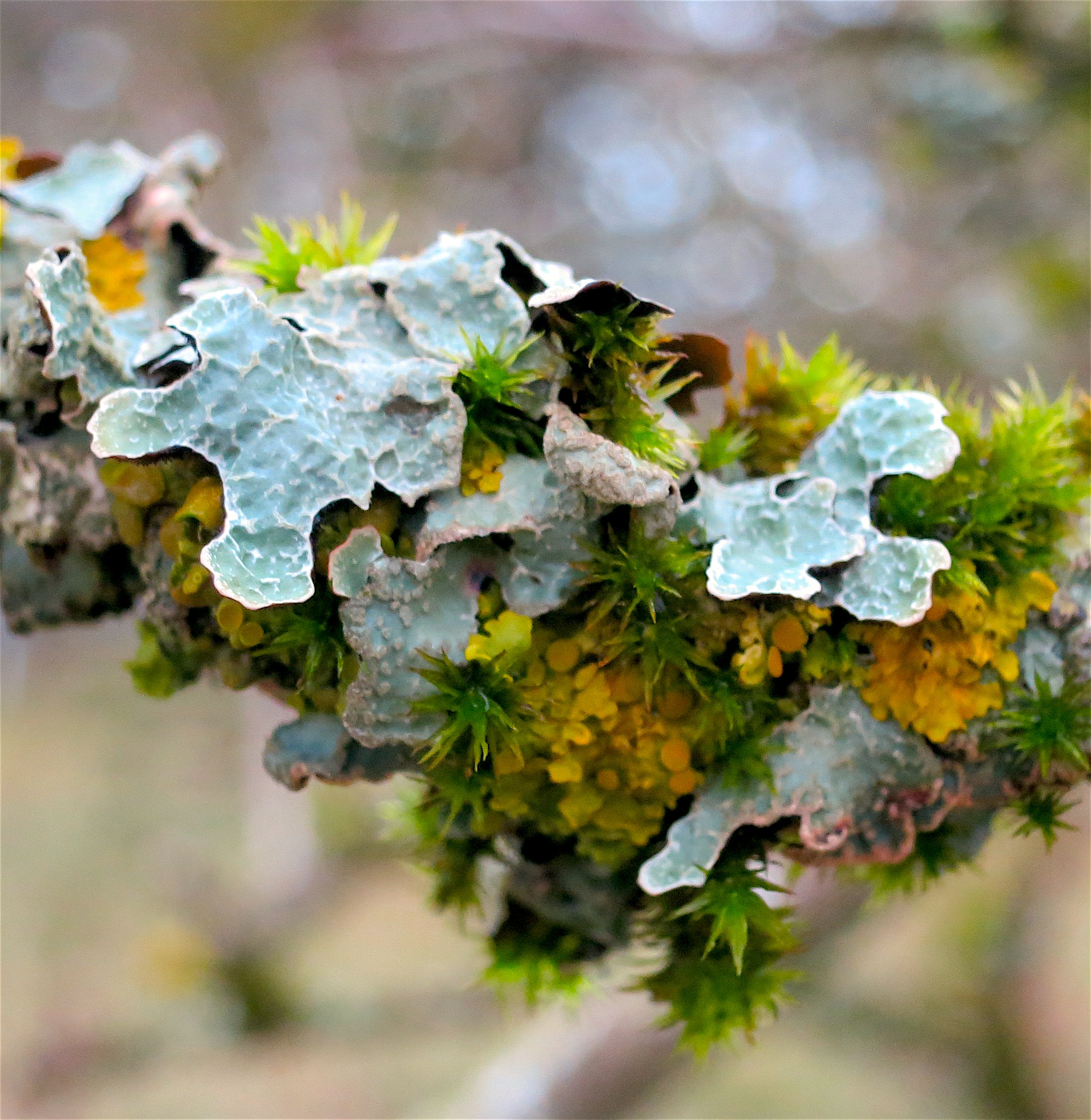 lichen611616