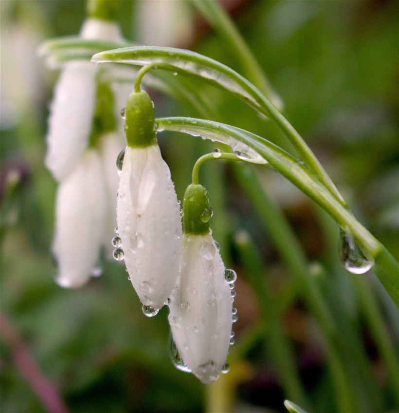 snowdrops321316