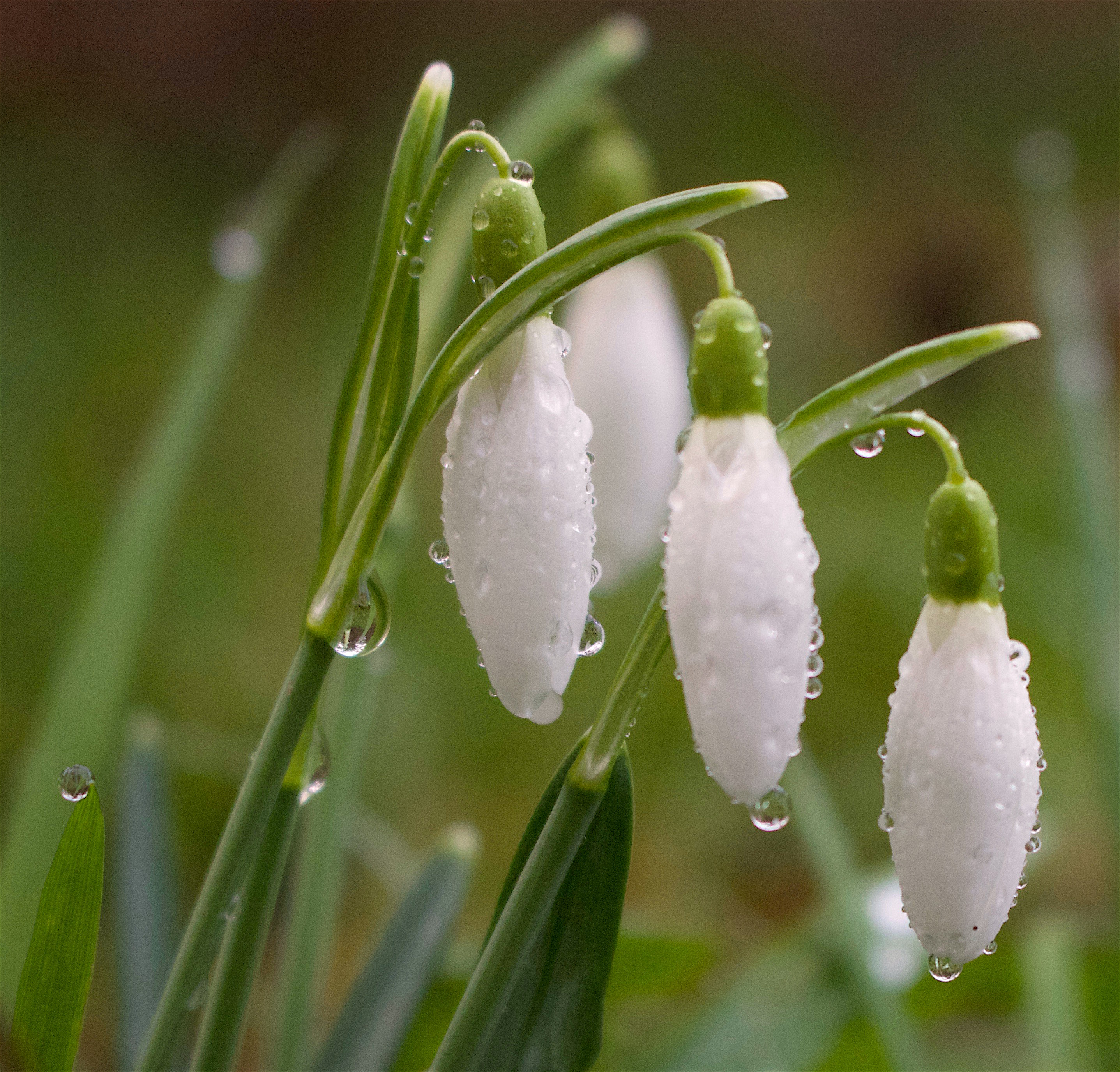 snowdrops62116.jpg