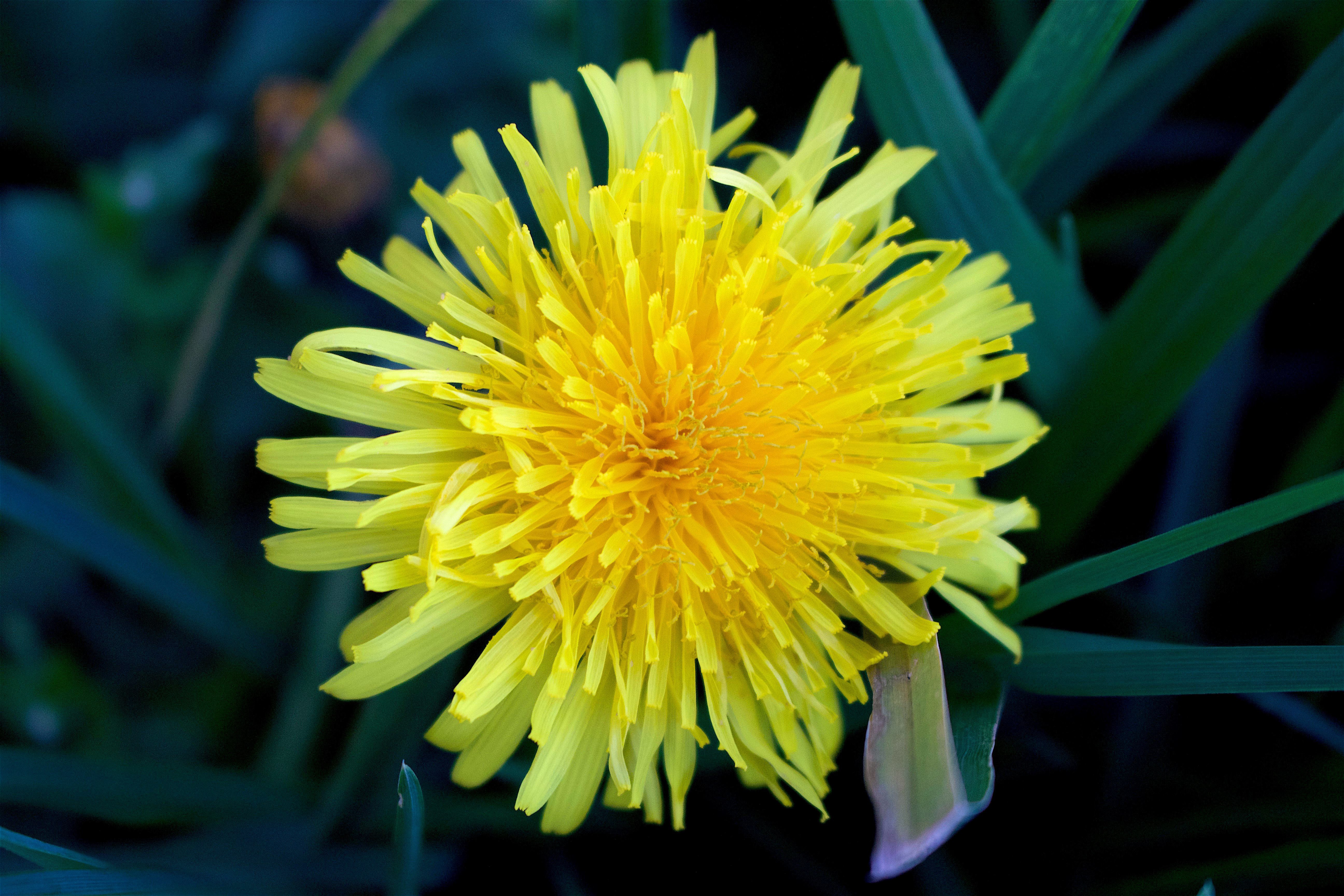 springdandelion