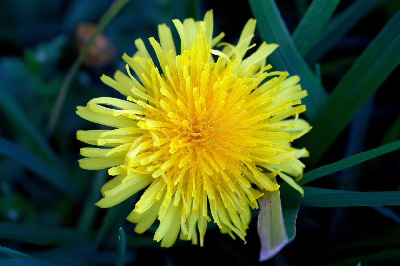 springdandelion