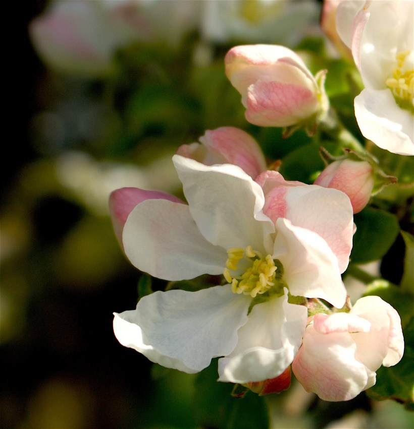 appleblossom2416