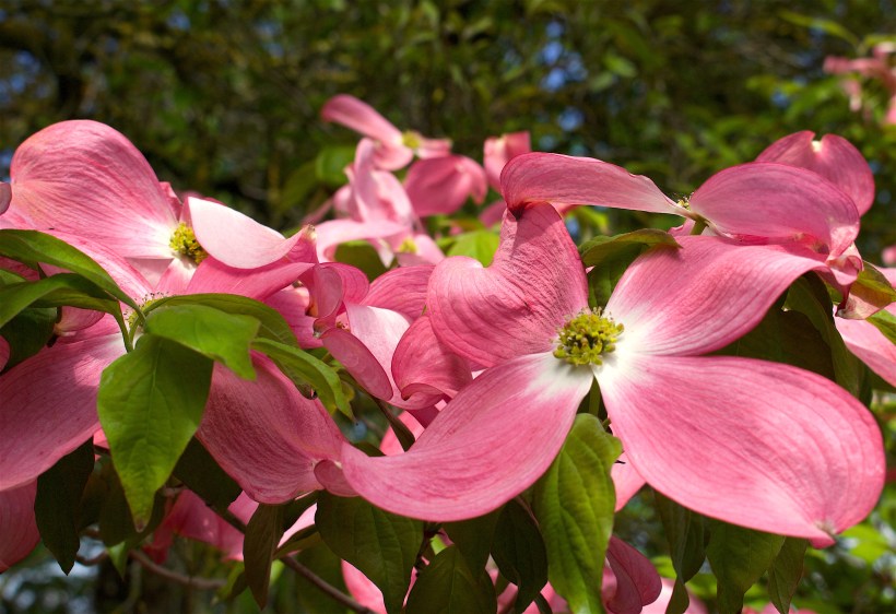 dogwood42816