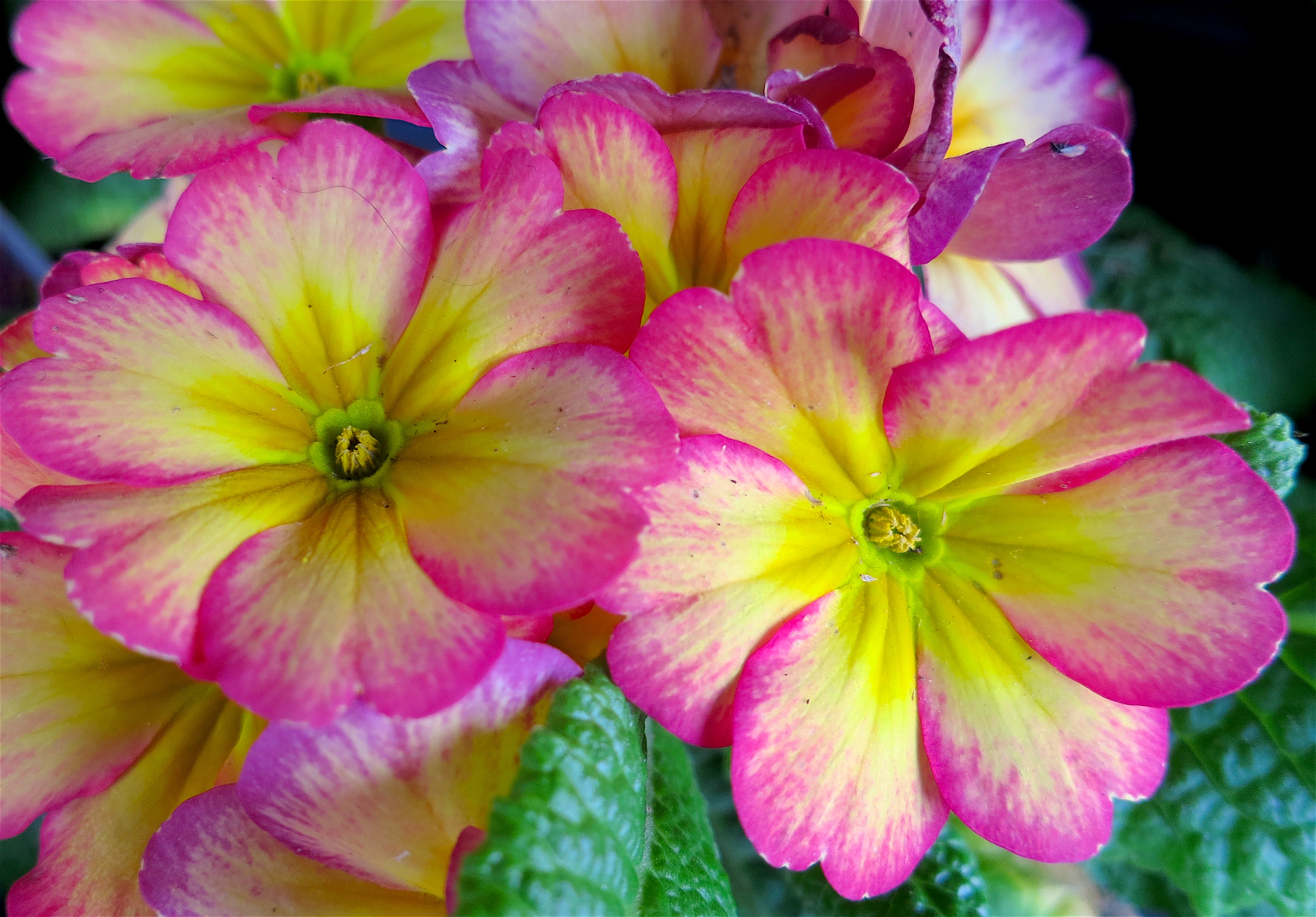 primula5
