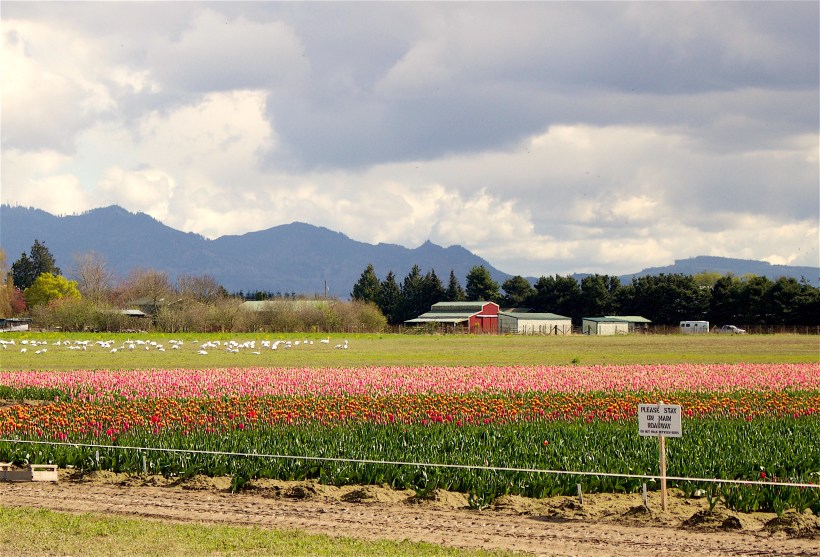 skagitfields232516