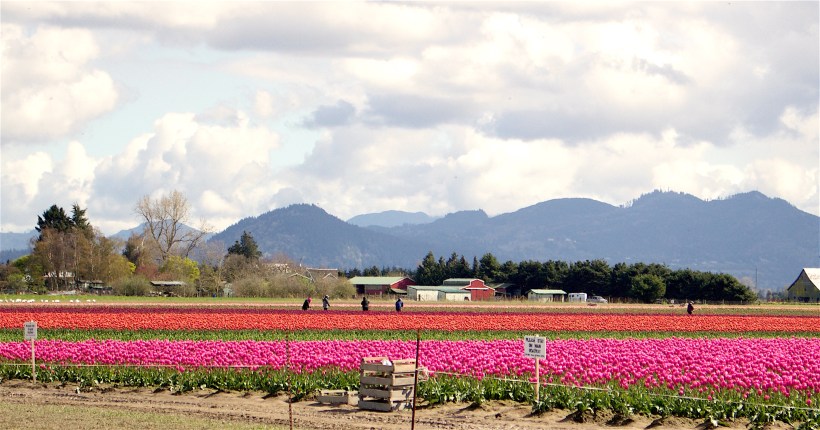skagitfields32516
