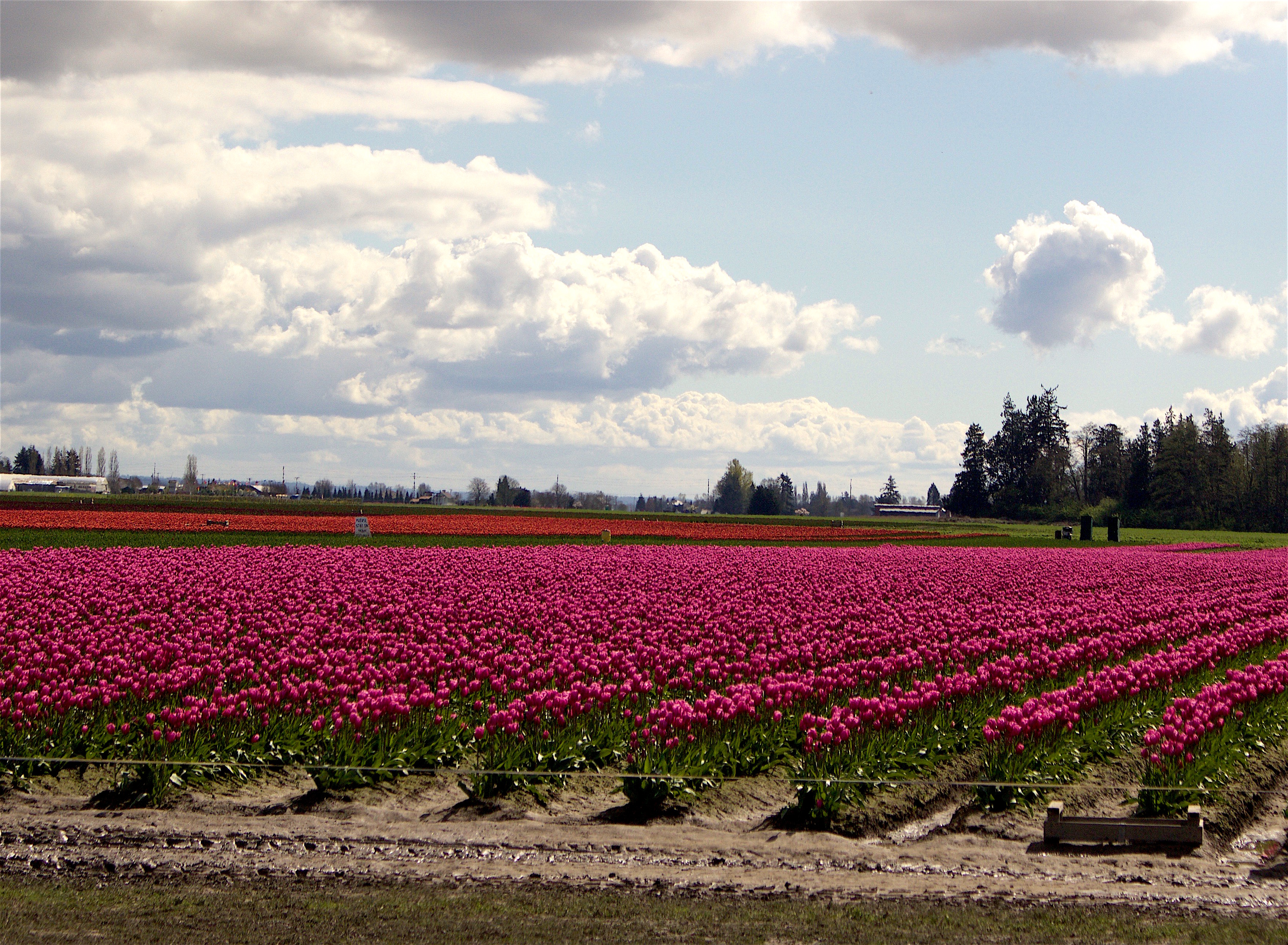 skagitfields332516