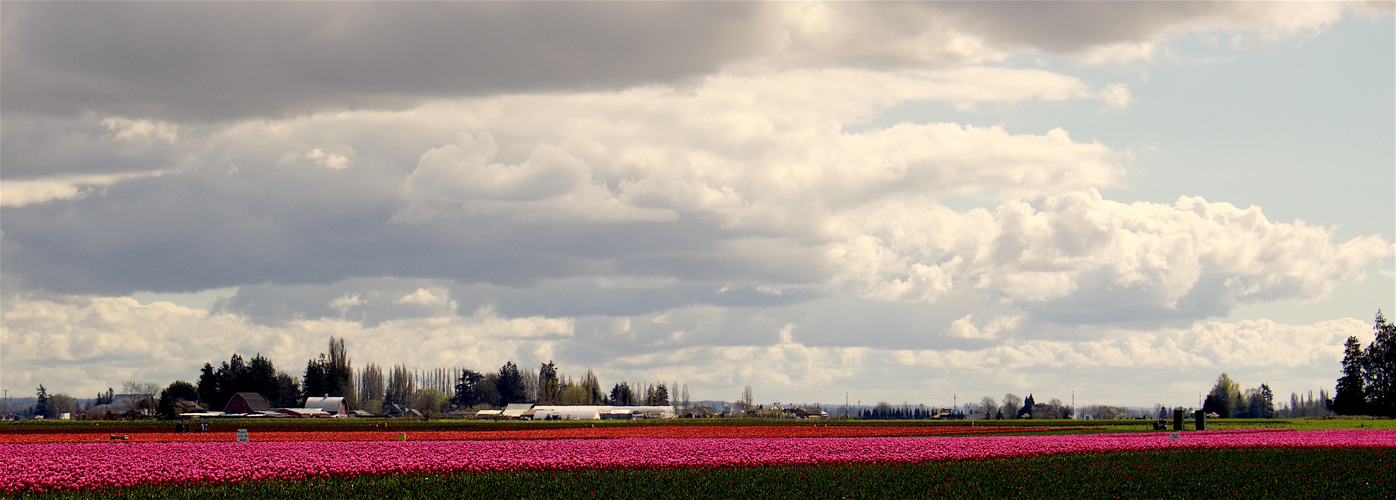 skagitfields432516