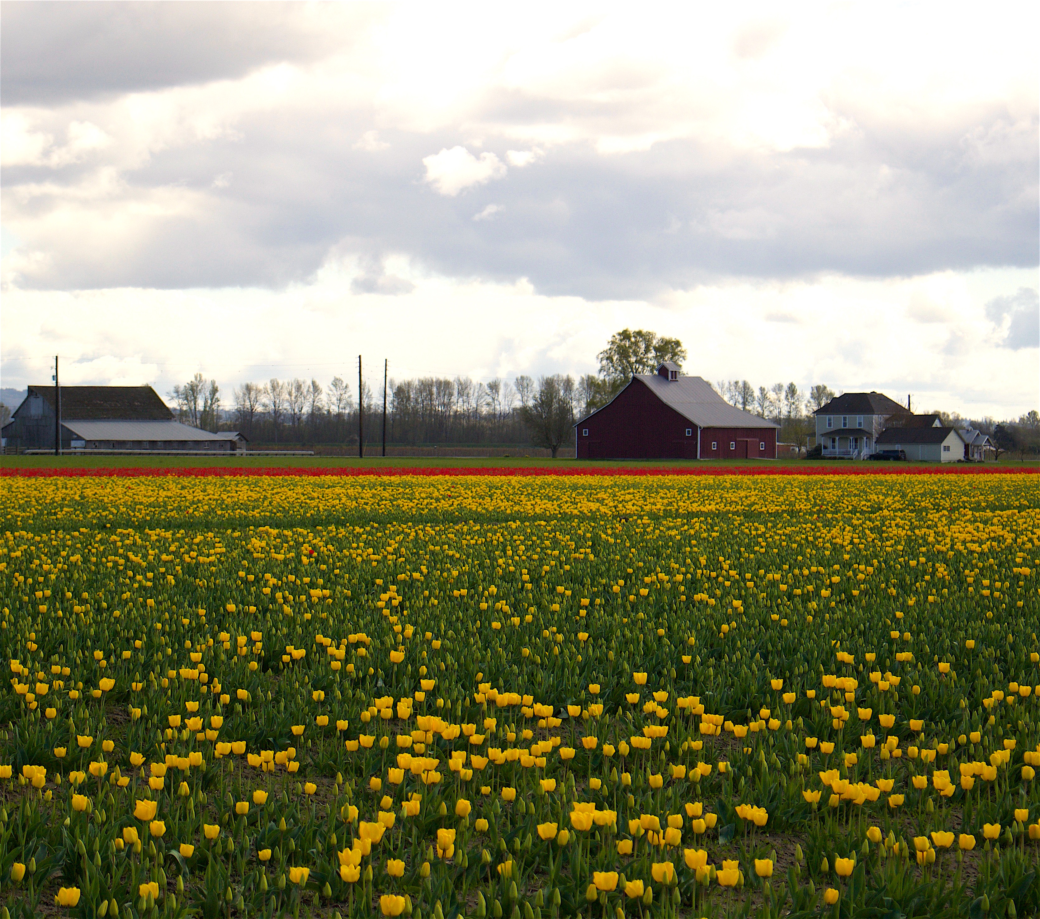 skagitfields632516