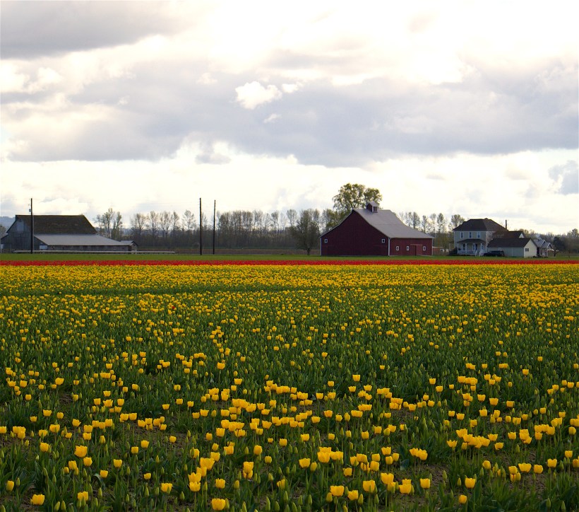 skagitfields632516