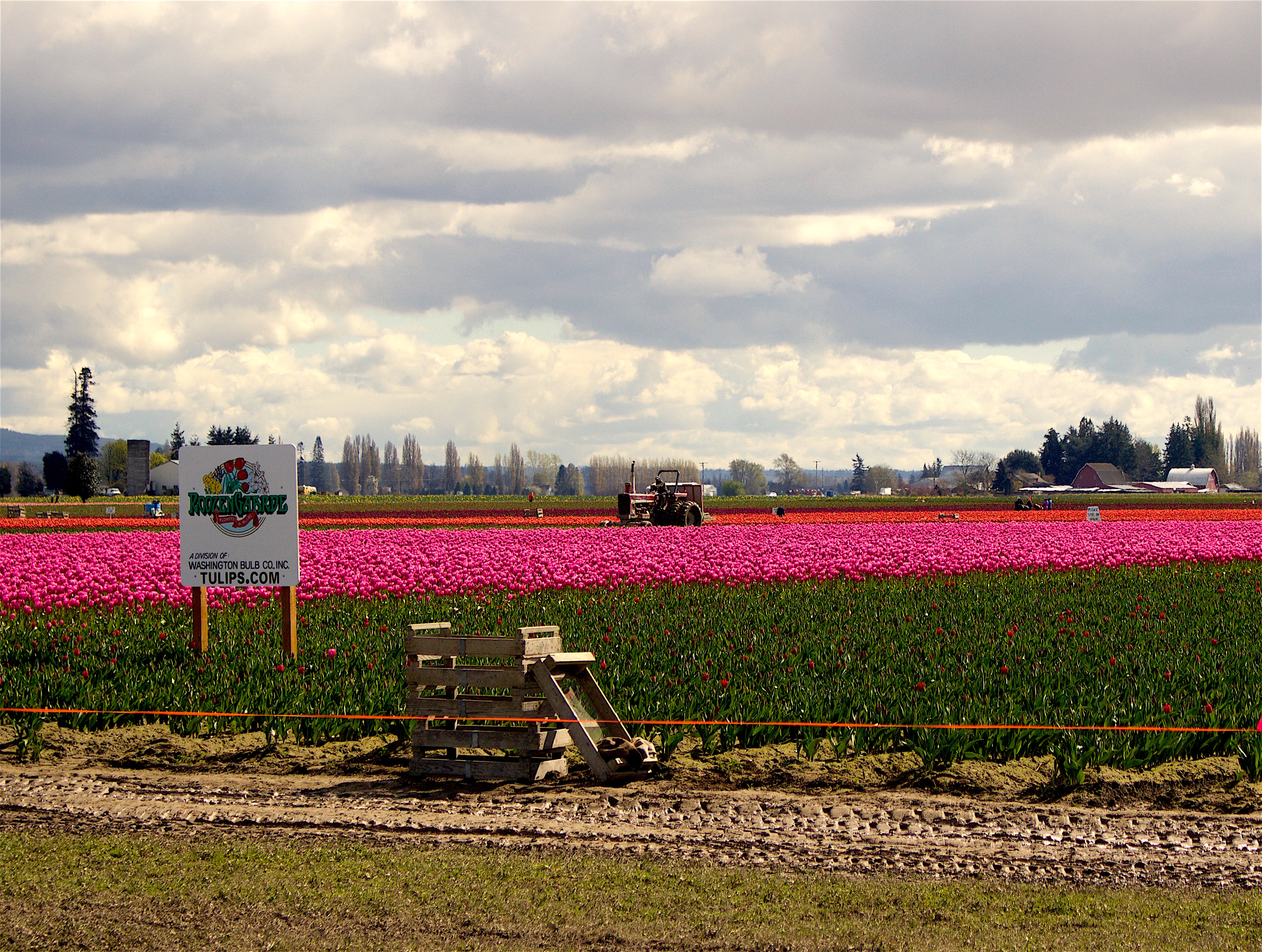 skagitfields732516