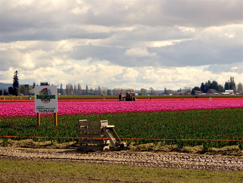 skagitfields732516