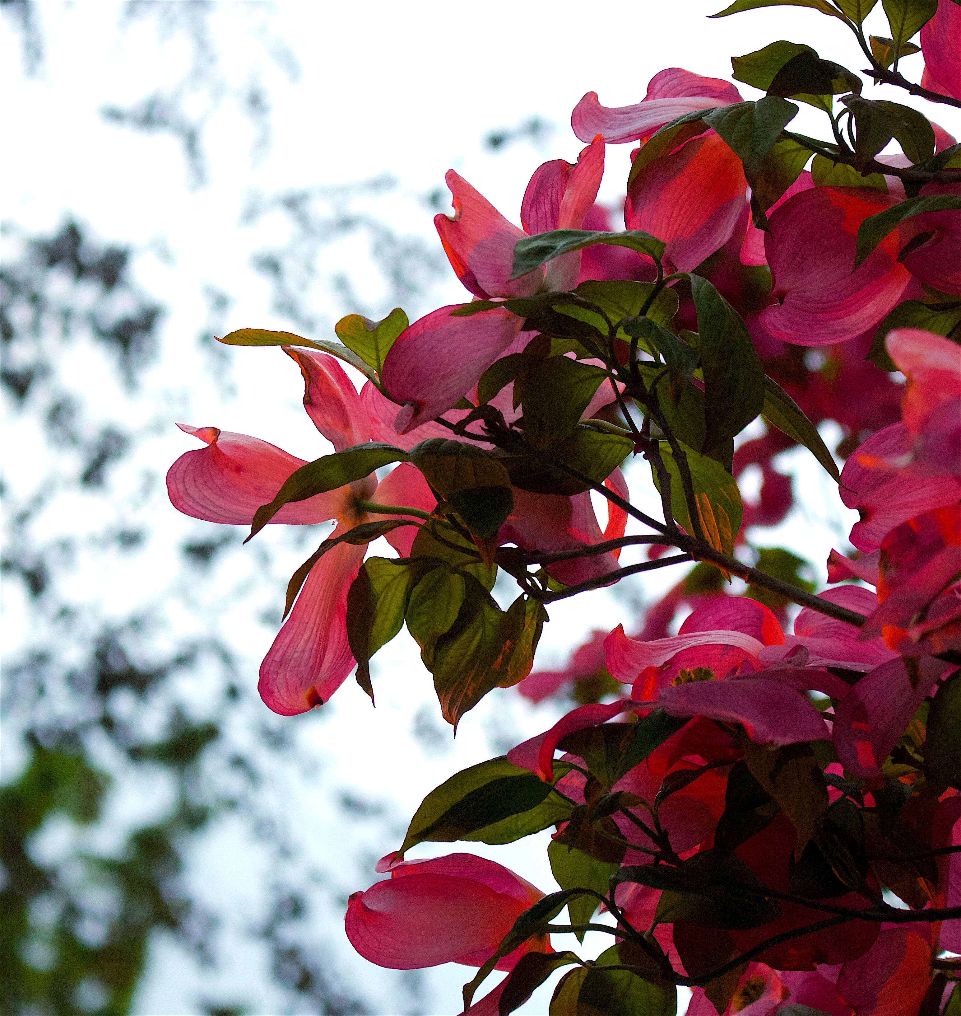 sunsetdogwood2