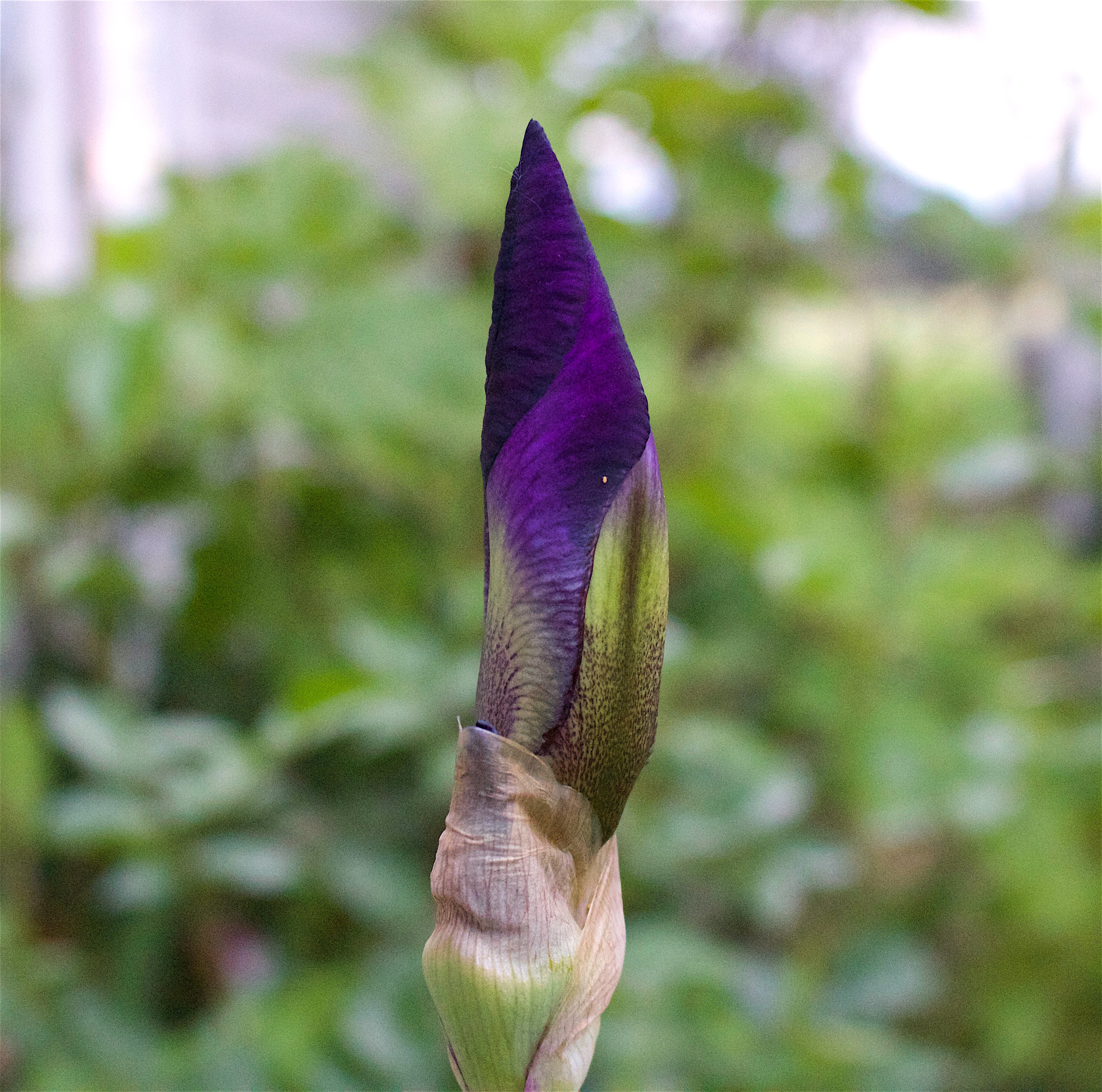 unfurl