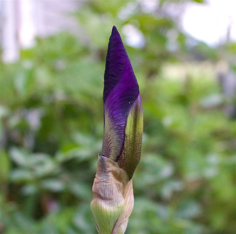 unfurl