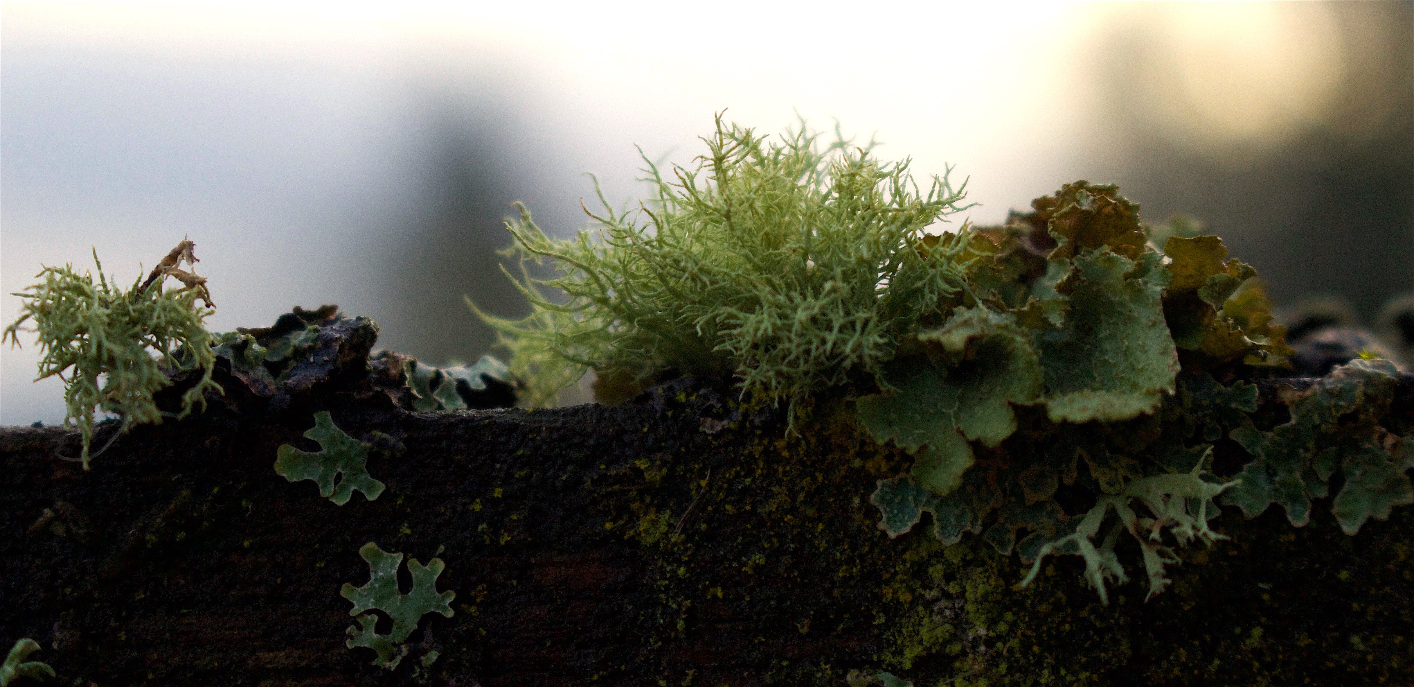 mosslichen11816