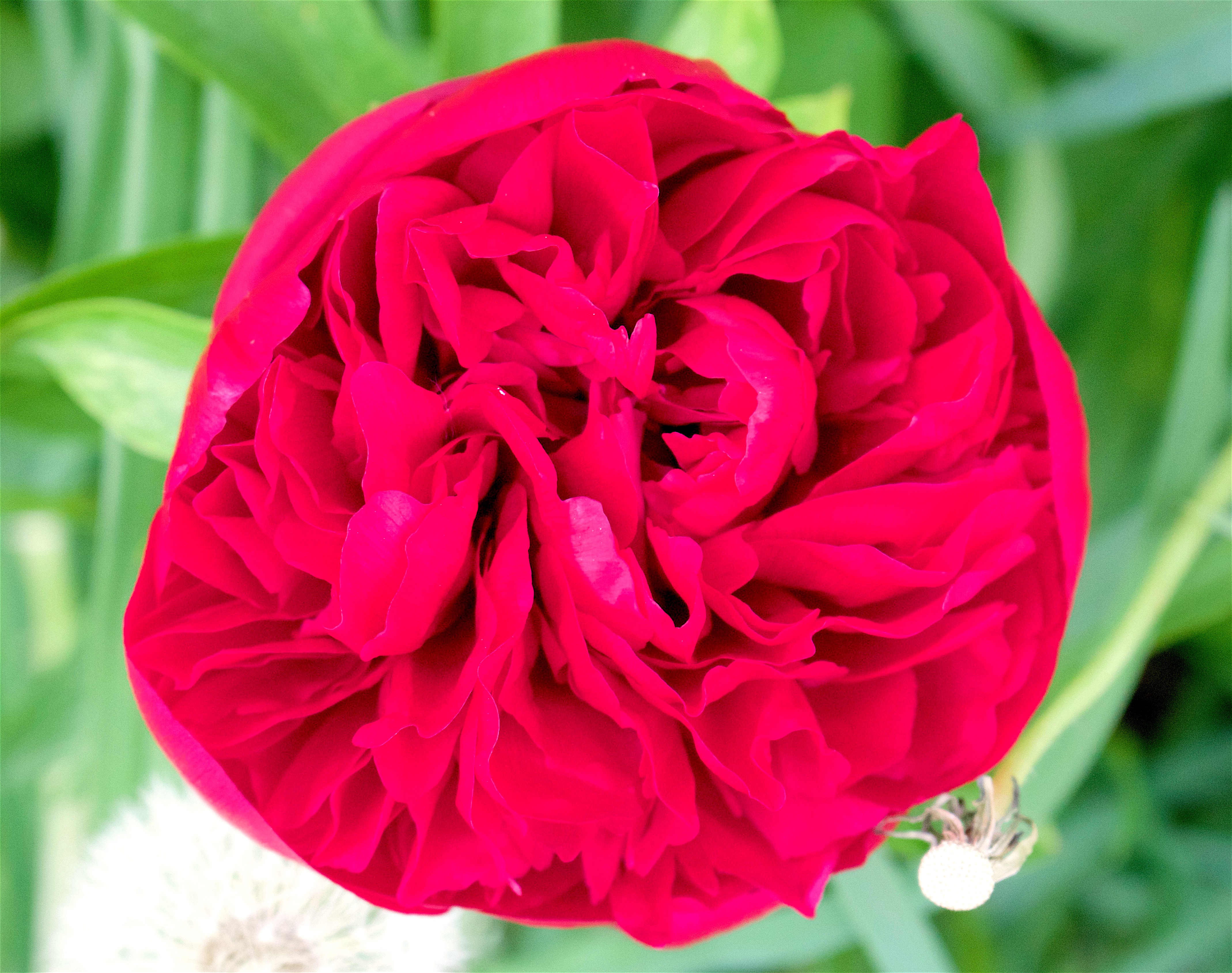 peony42816