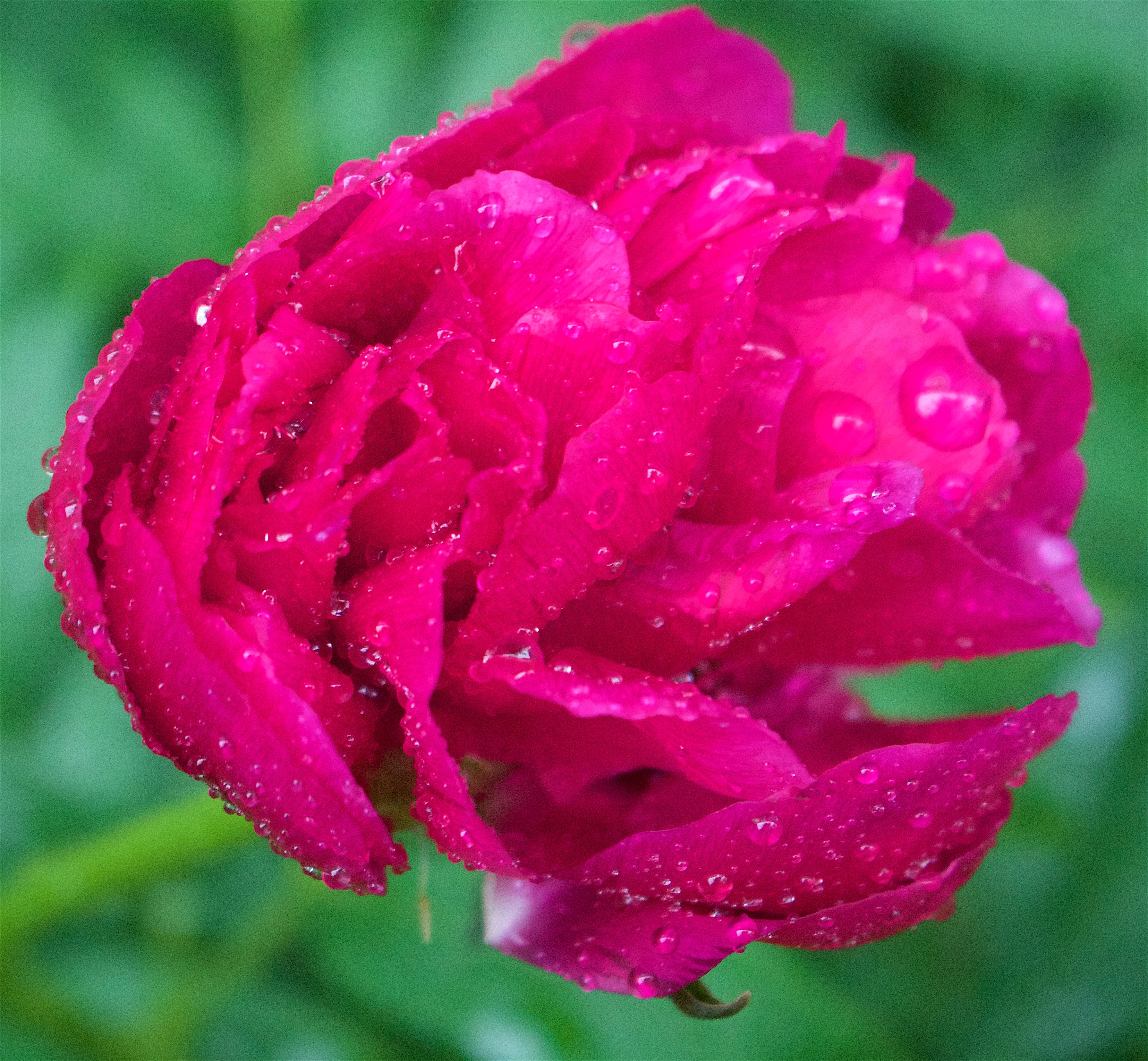 rainypeony