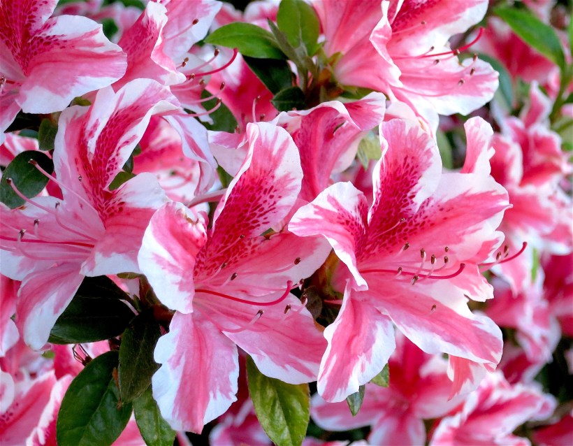 variegatedazalea