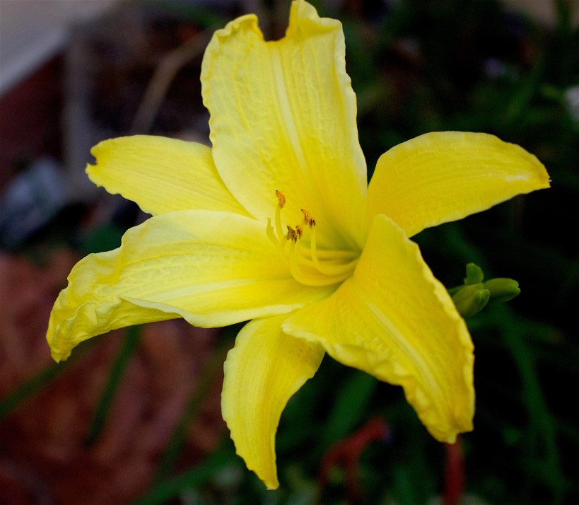 lilyyellow