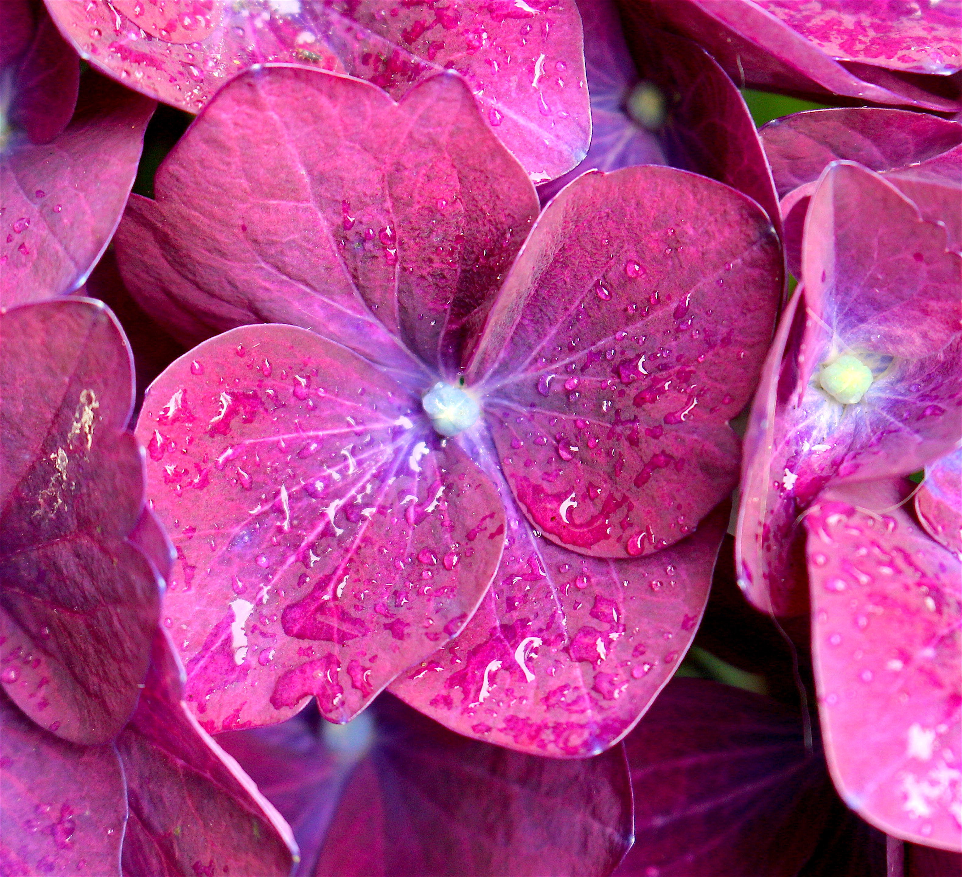 rainyhydrangea