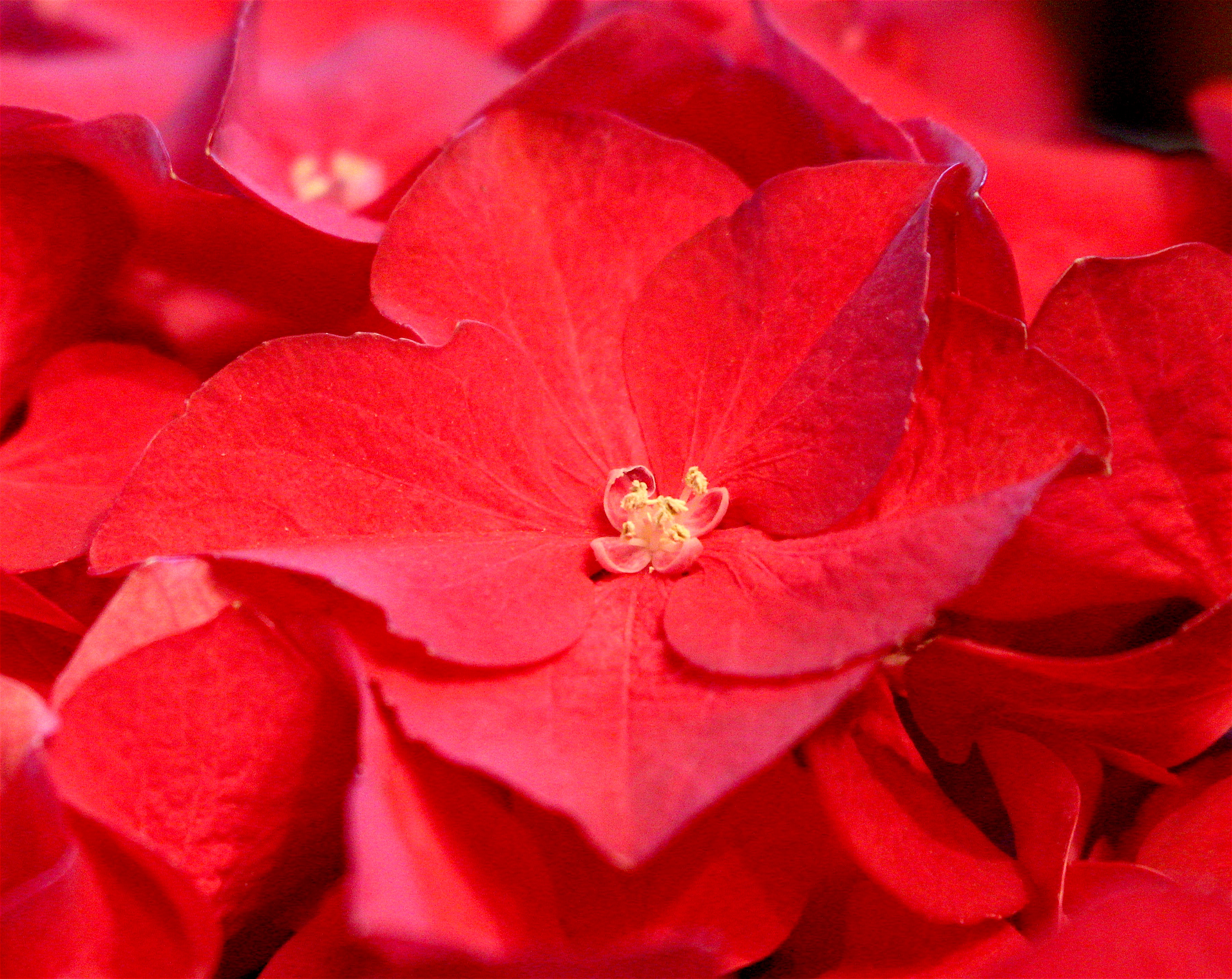 redhydrangea