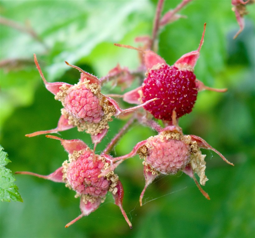 thimbleberry4
