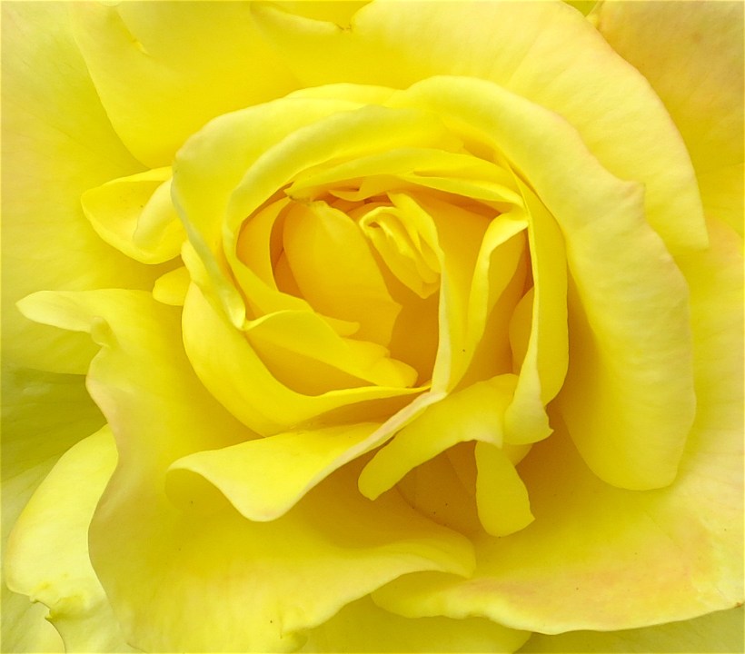 wwuyellowrose