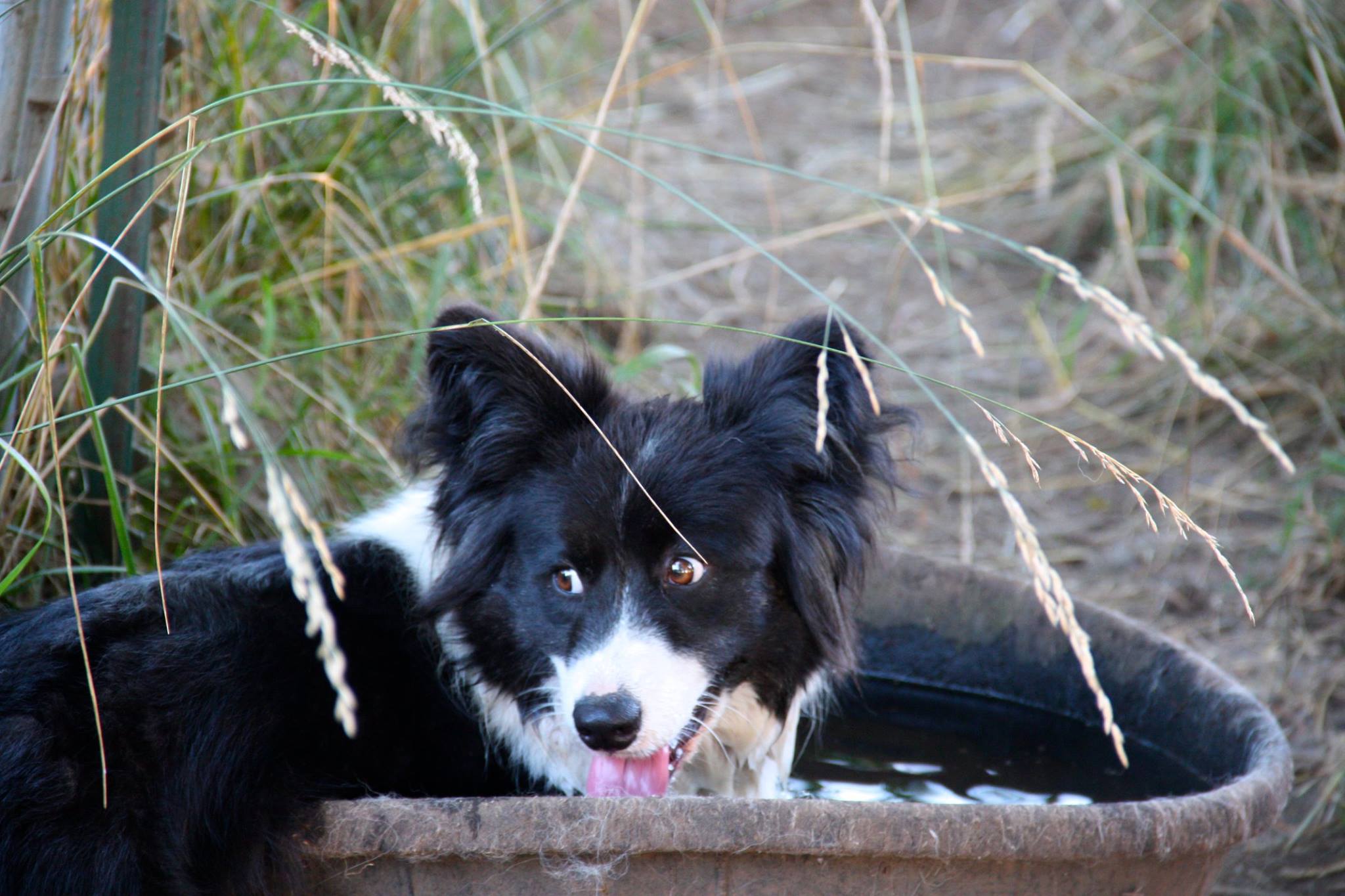 13717323_685752186444_8054282521813625162_o