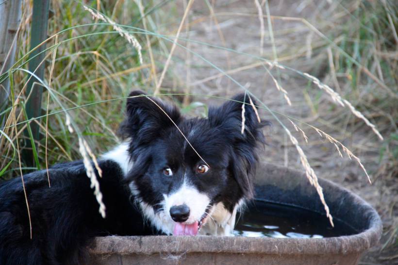 13717323_685752186444_8054282521813625162_o