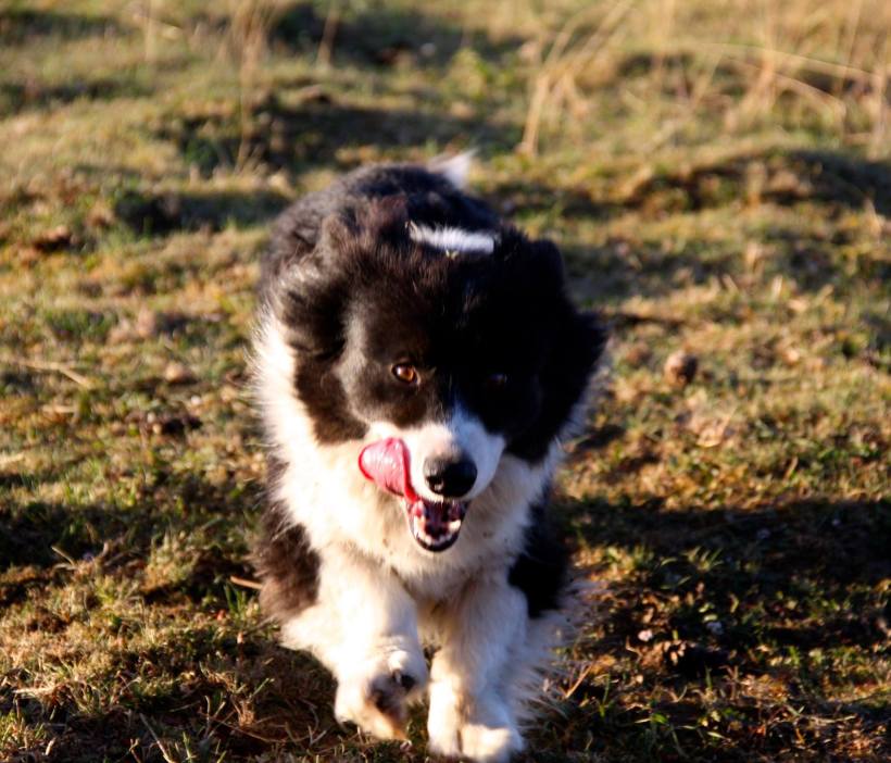 13738252_685752101614_2297932768933028125_o