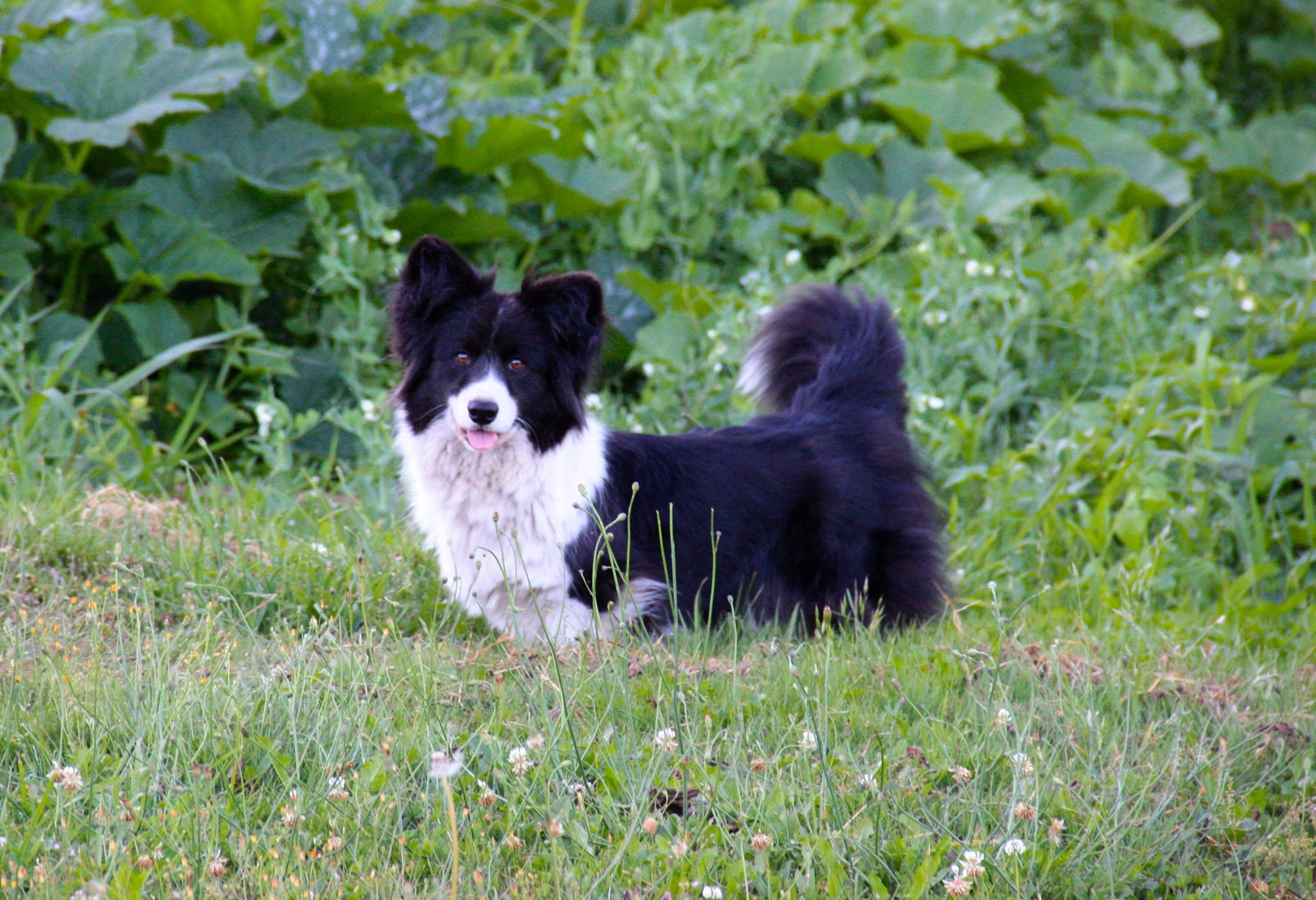 13765961_685751802214_8605052975363790500_o