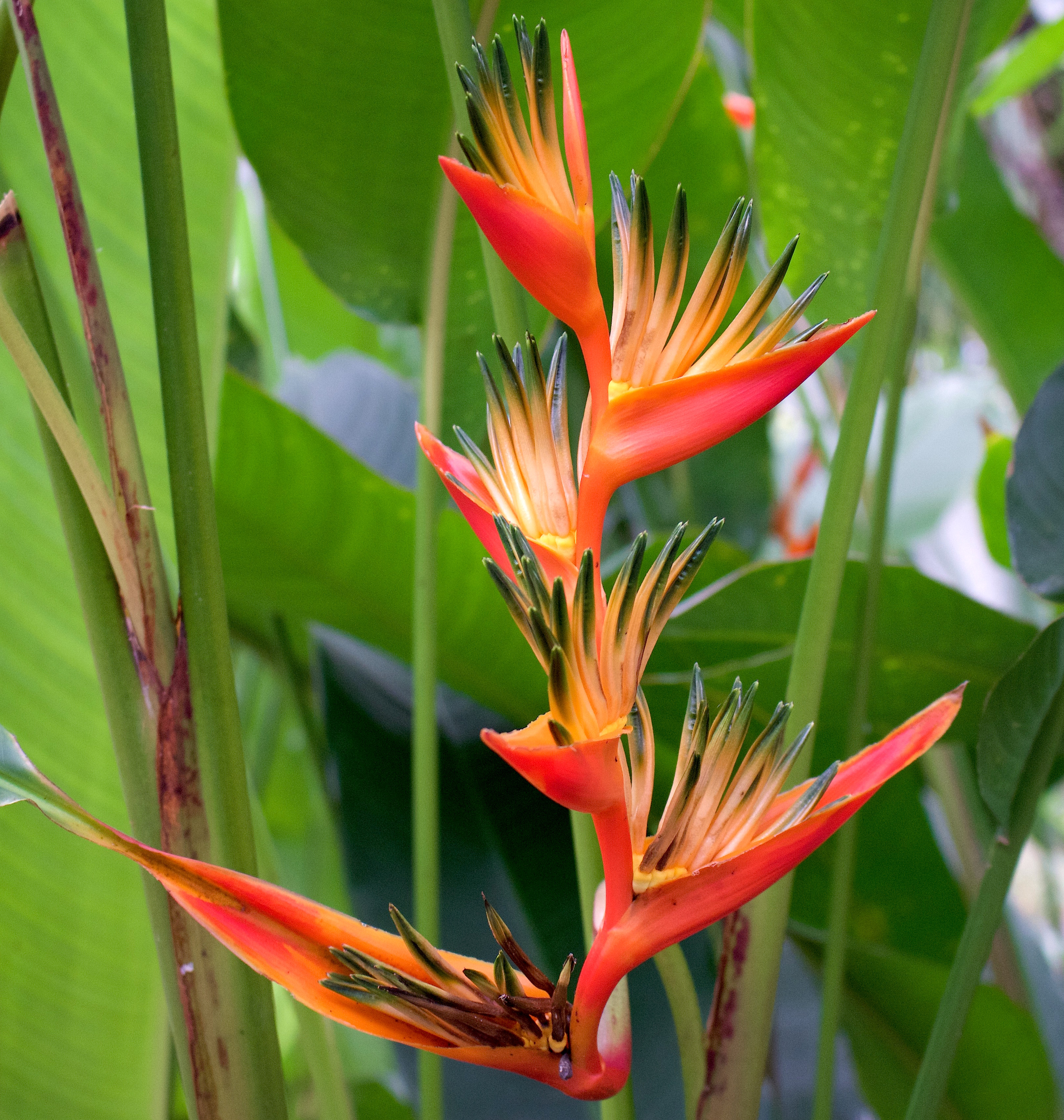 birdofparadisebutterfly