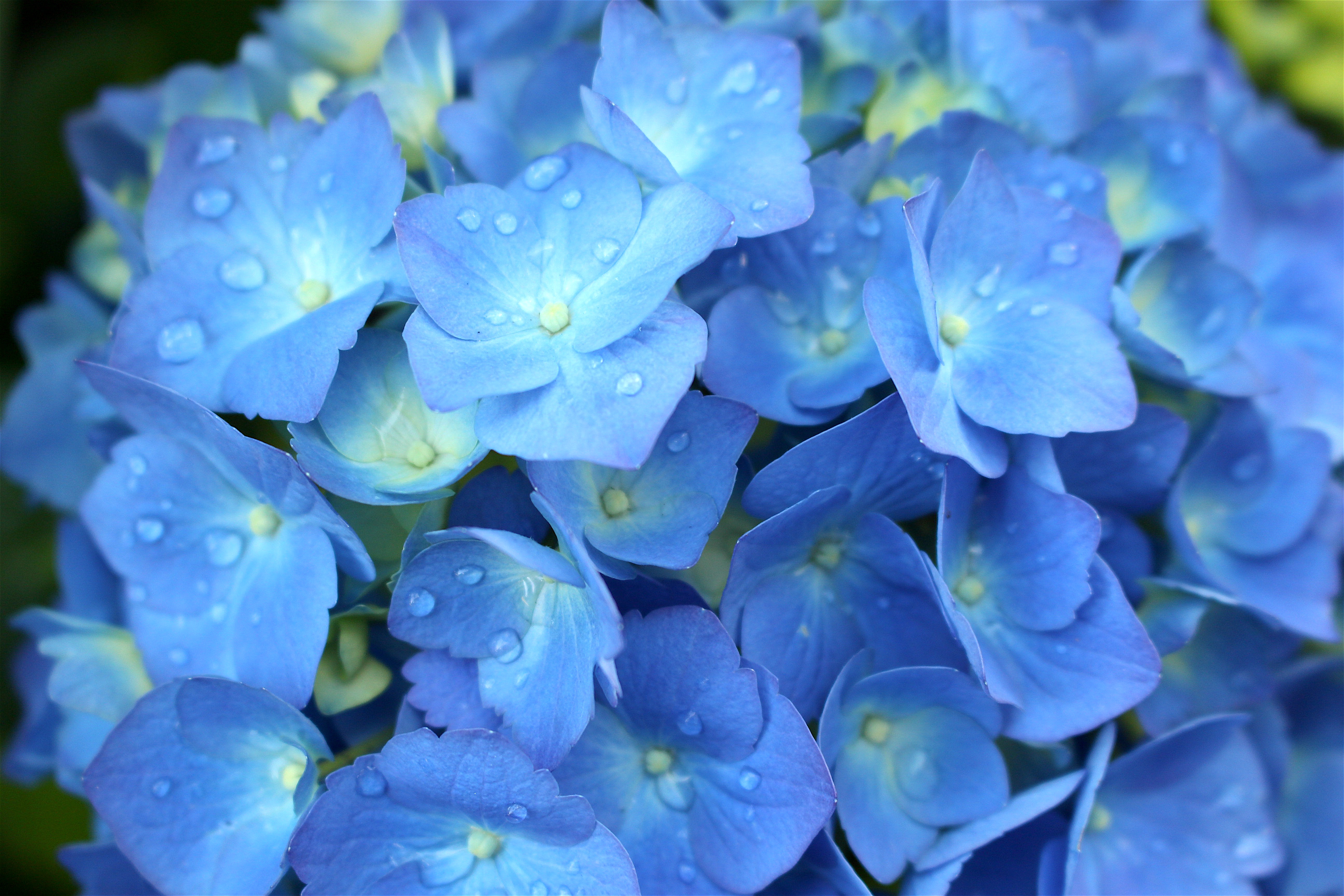hydrangearainyblu