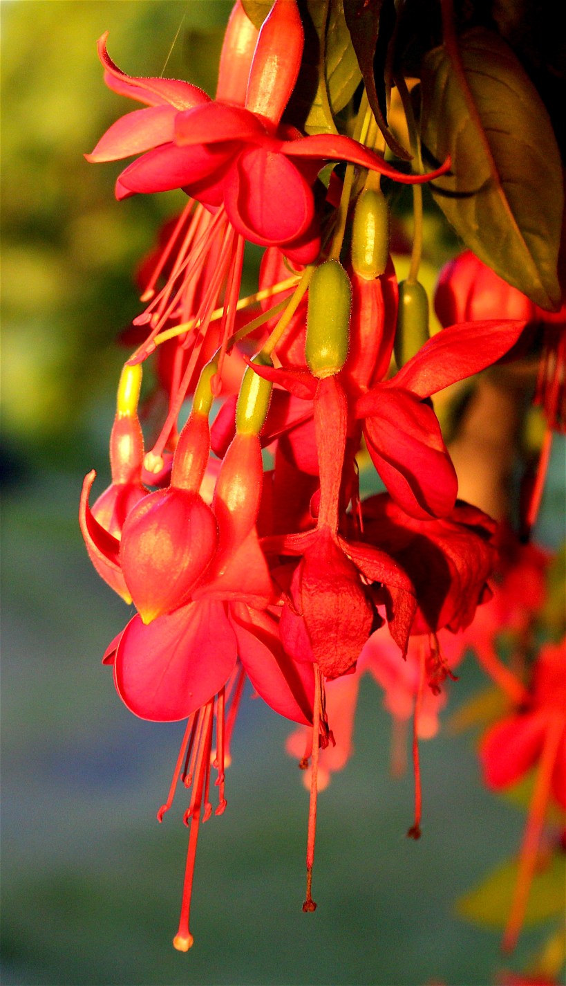redfuschia
