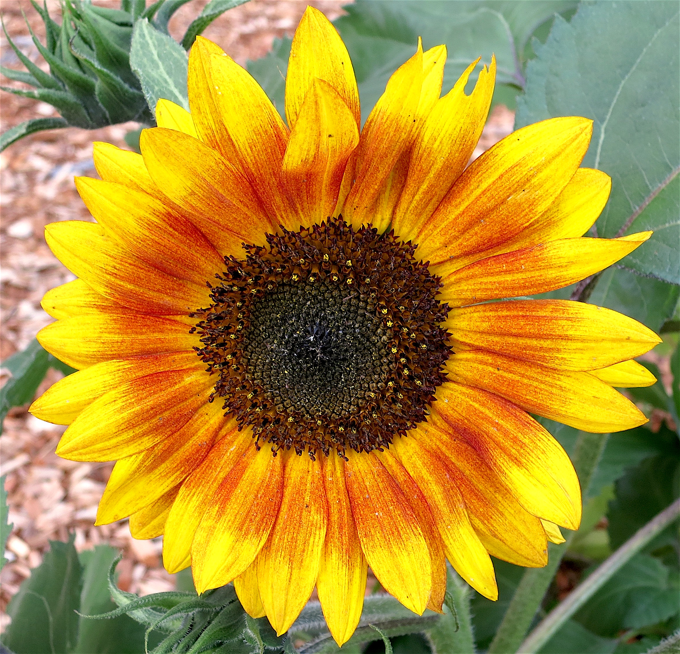 sunflowerjuy