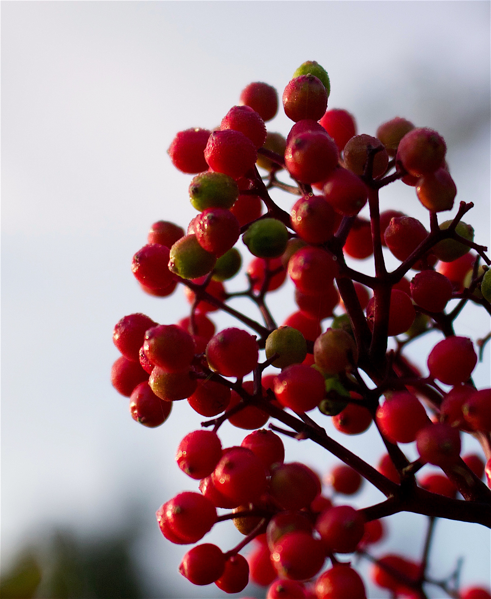 elderberries3