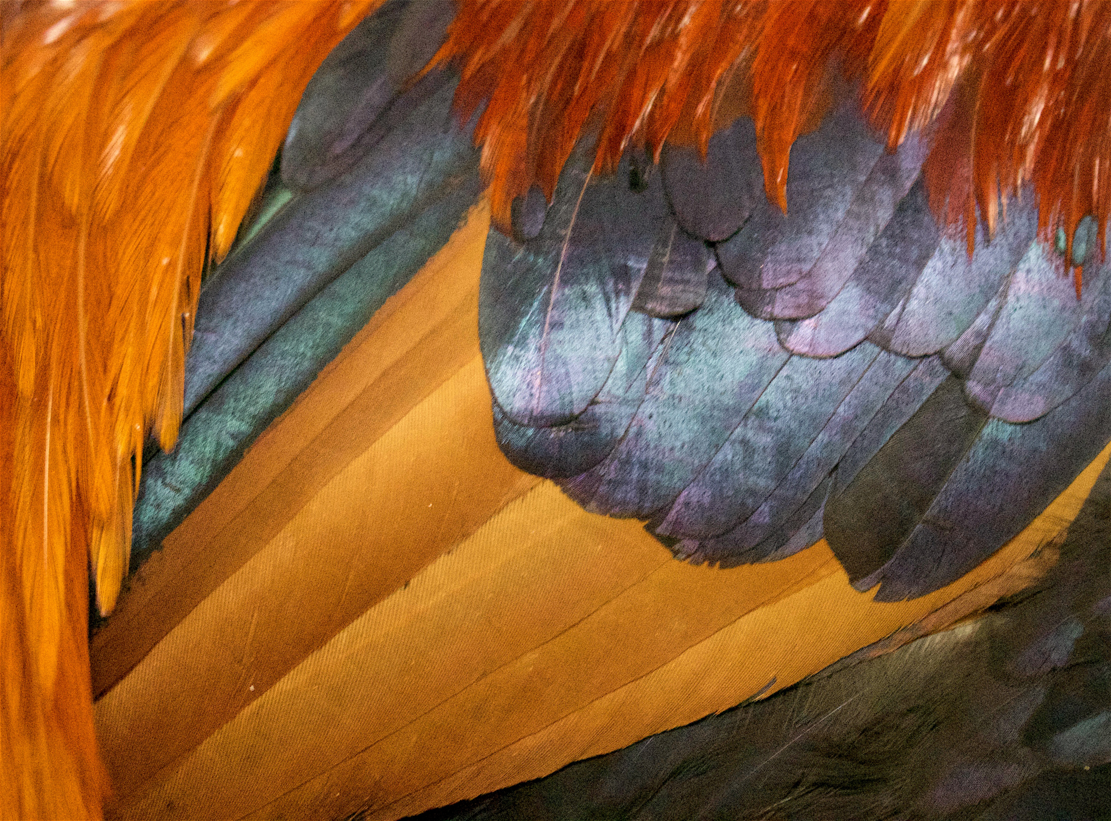 feather13
