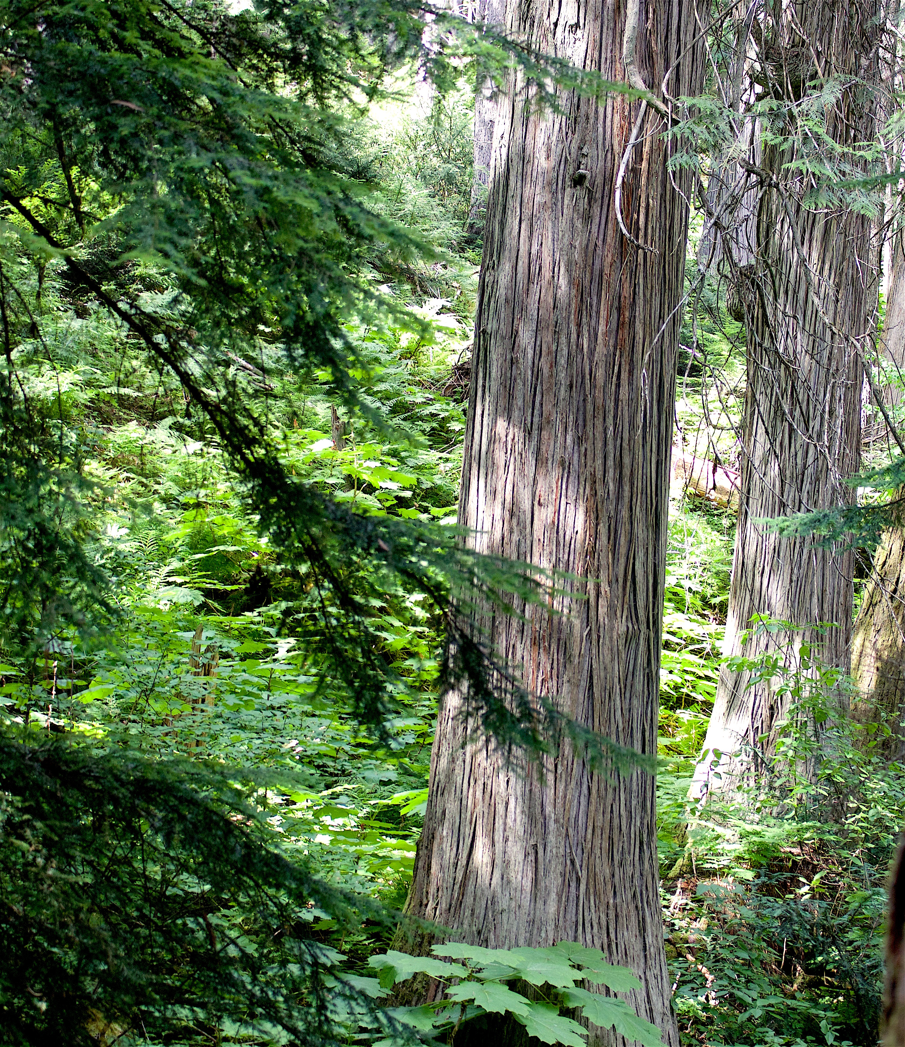 giantcedars5