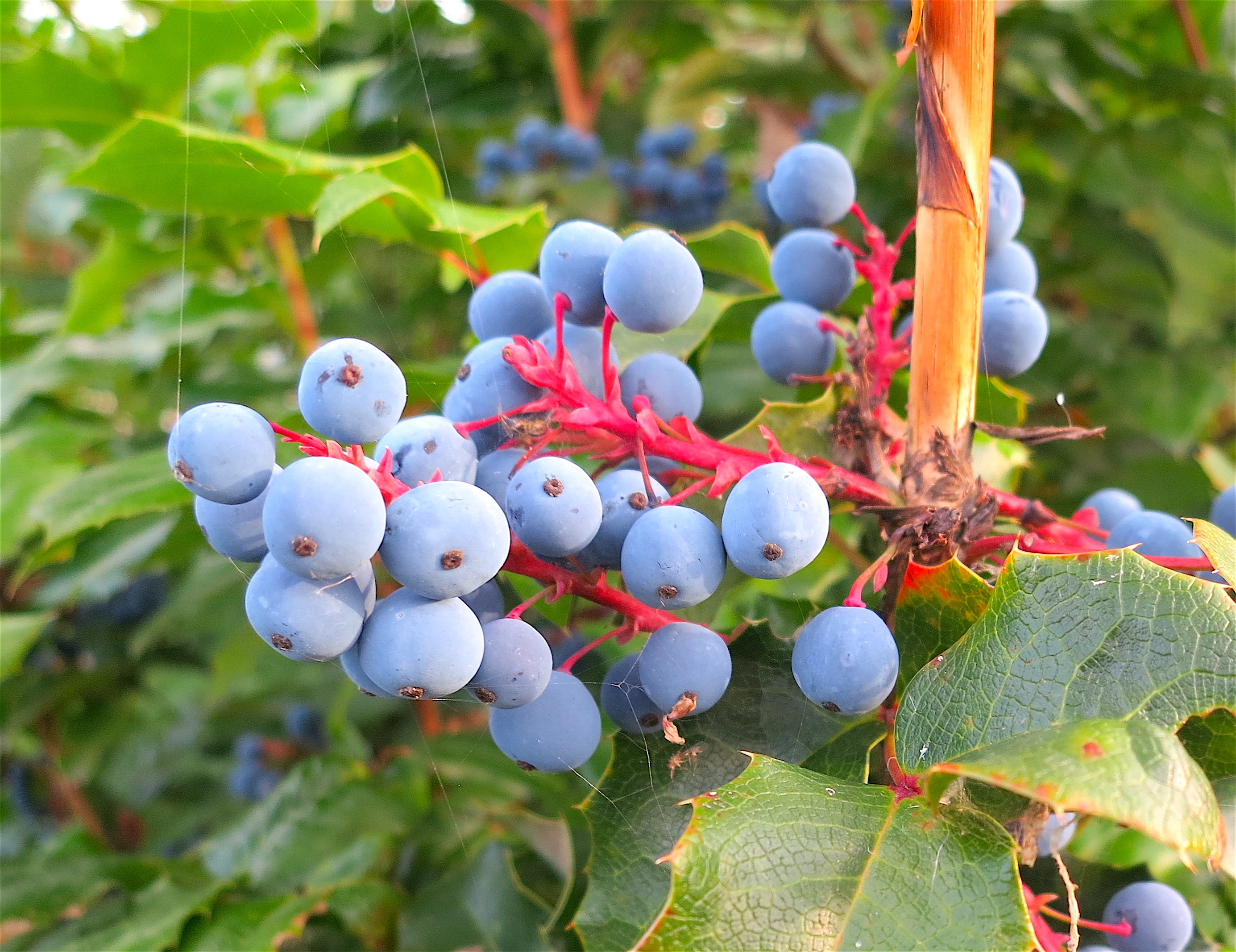 oregongrape